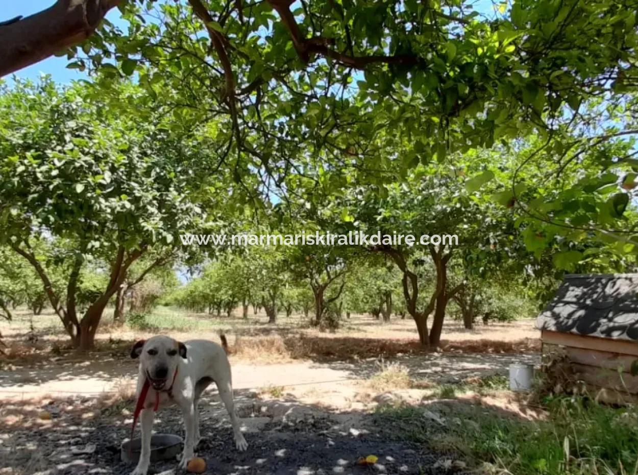 13000M2 Bauernhaus Geeignet, Um Ein Boutique-Hotel 3 Km Von Akyaka Zentrum Gökkova Kitesurfe 1 Km Entfernt Zu Sein