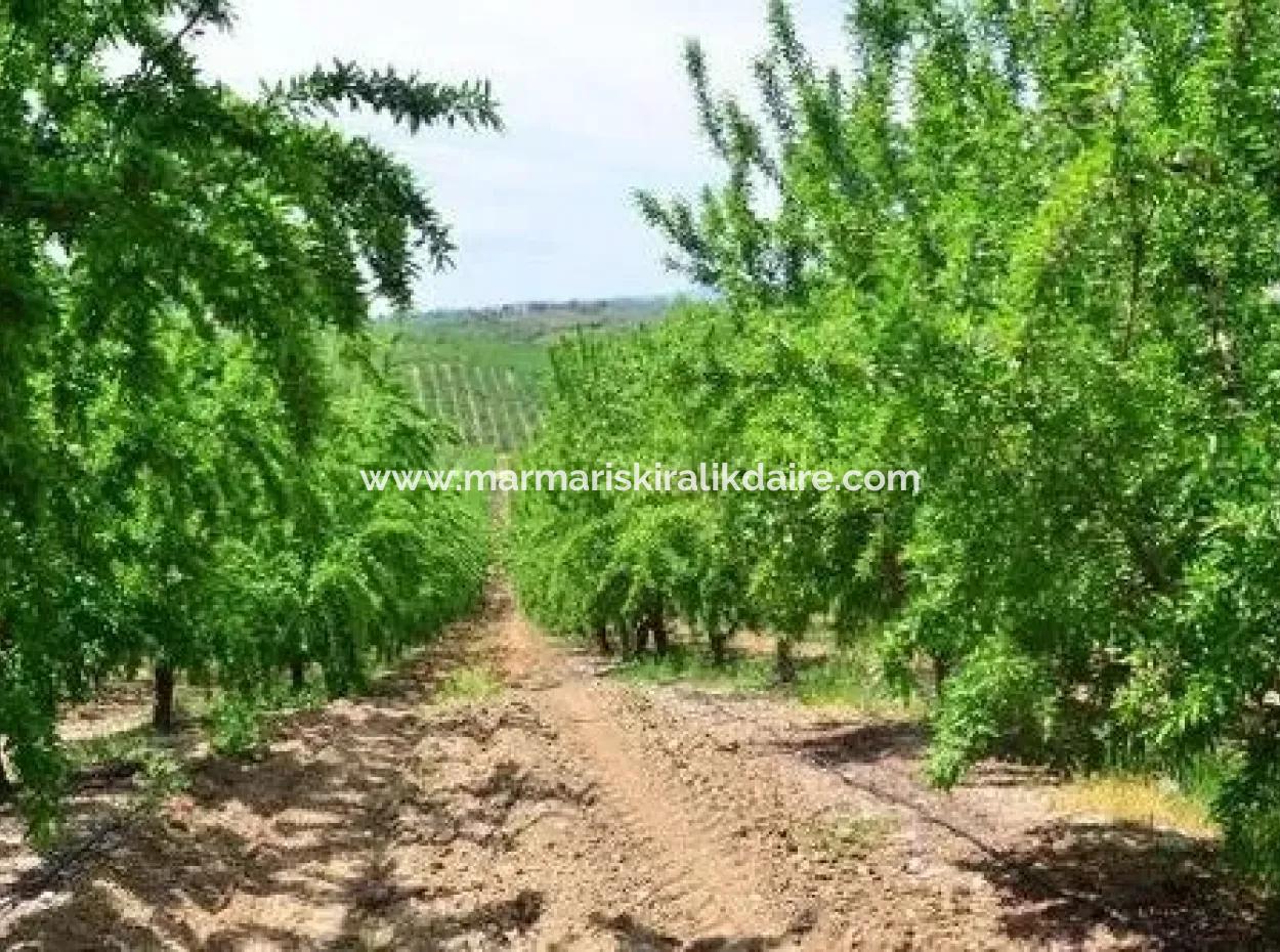 Garden For Sale In Mugla Region 880000M2 Walnut