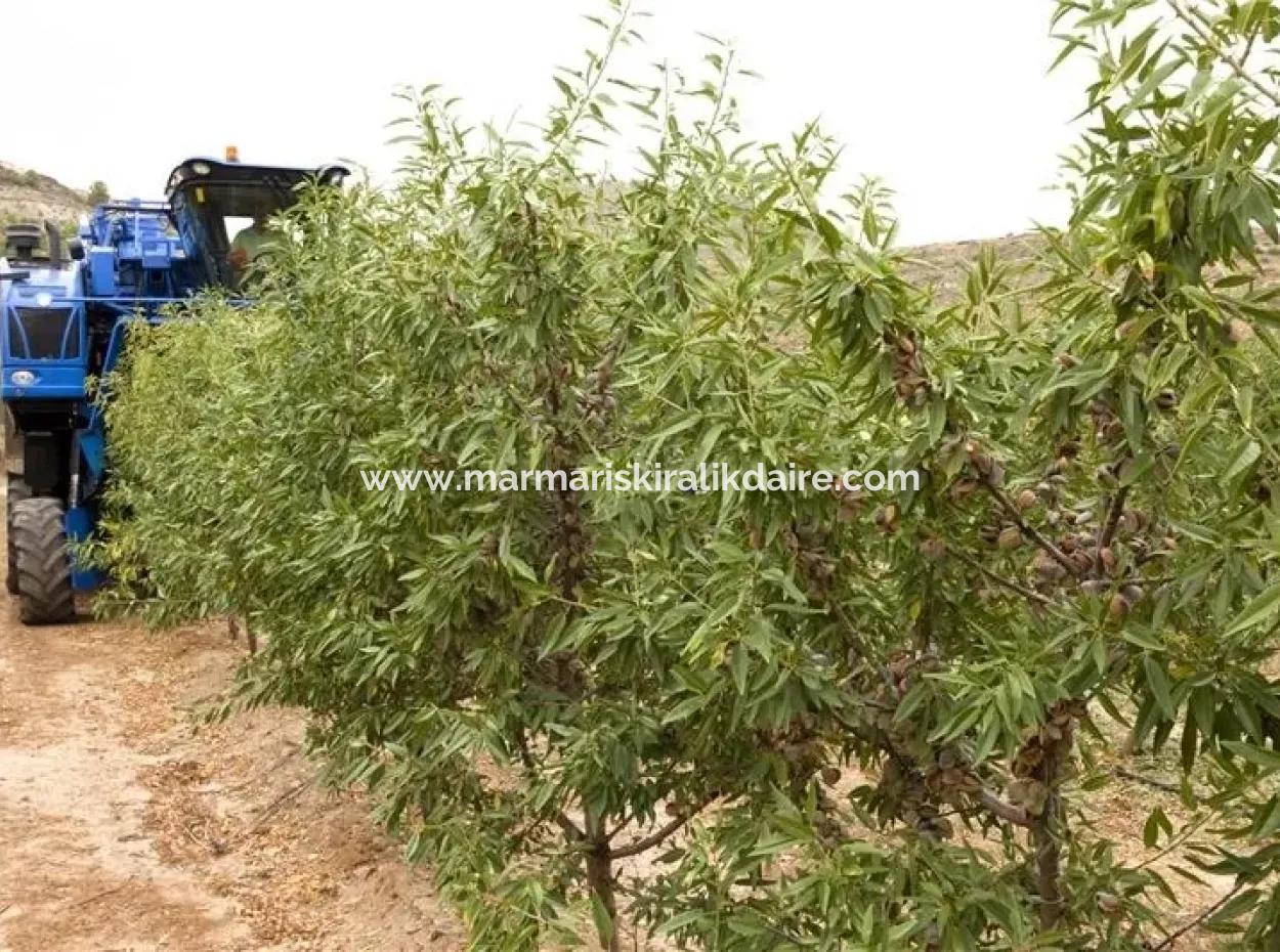 Garden For Sale In Mugla Region 880000M2 Walnut