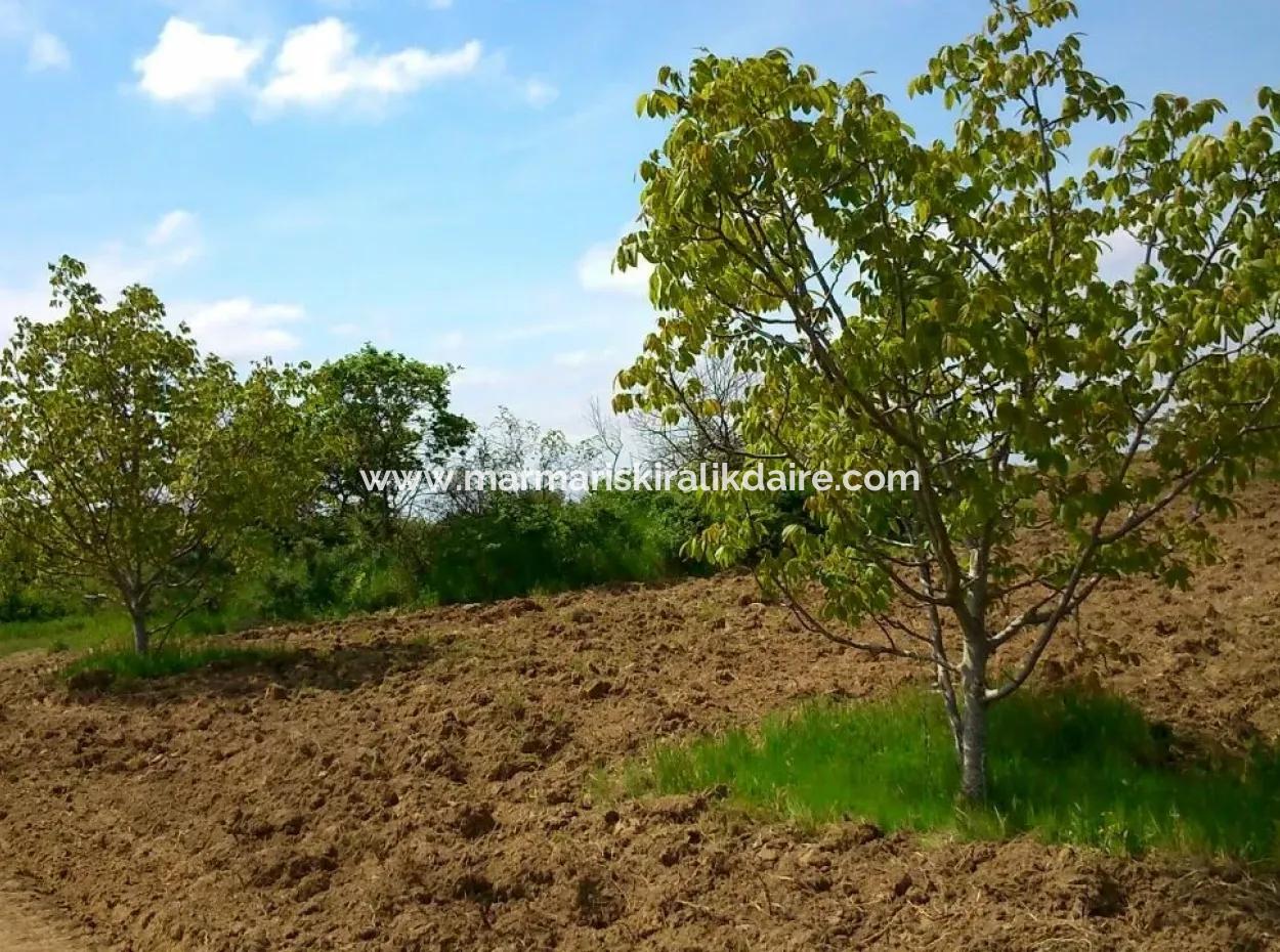 Garden For Sale In Mugla Region 880000M2 Walnut