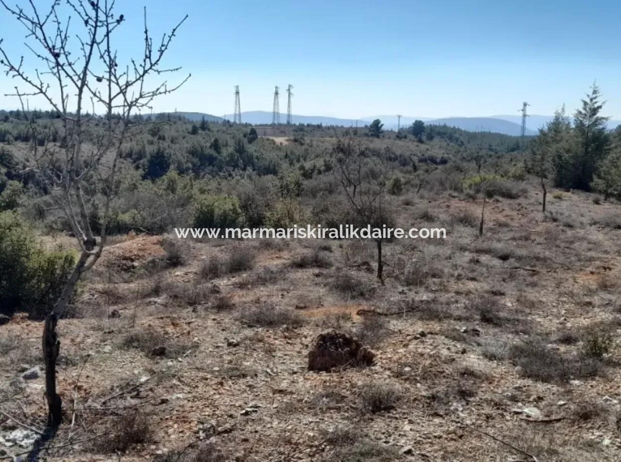 The 200000M2 Almond Garden Is For Sale In The Center Of Mugla.