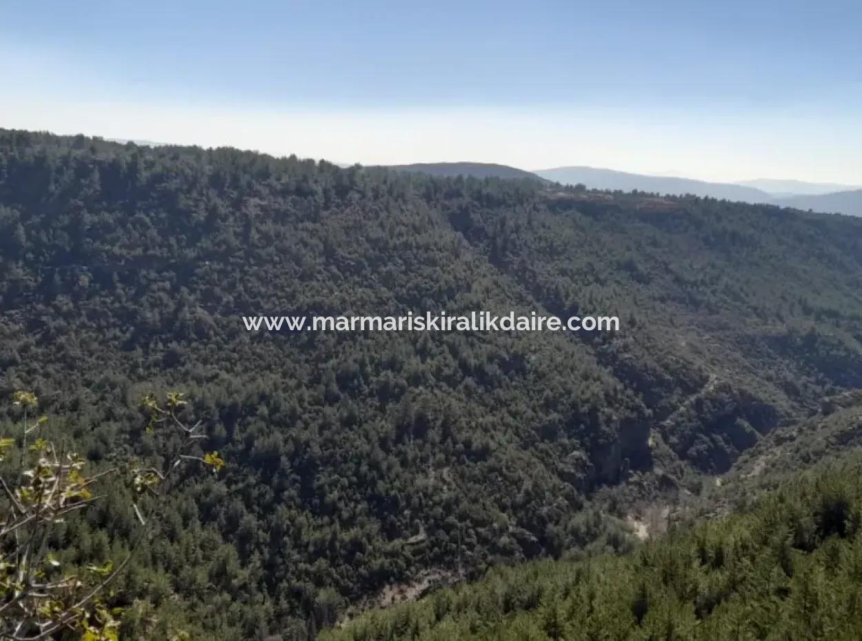 The 200000M2 Almond Garden Is For Sale In The Center Of Mugla.