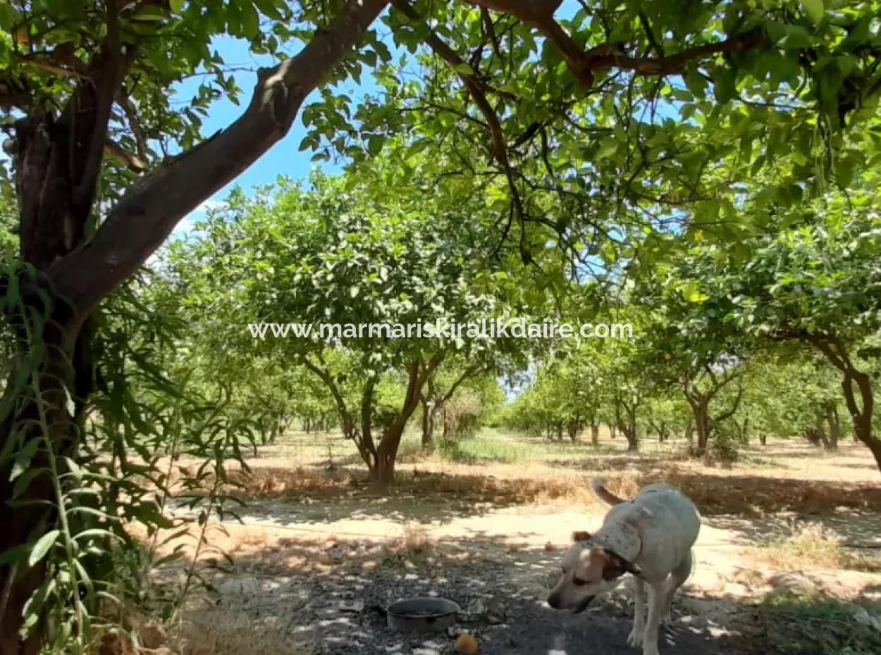 13000M2 Farmhouse Suitable To Be A Boutique Hotel 3 Km From Akyaka Center Gökkova Kitesurfe 1 Km Away