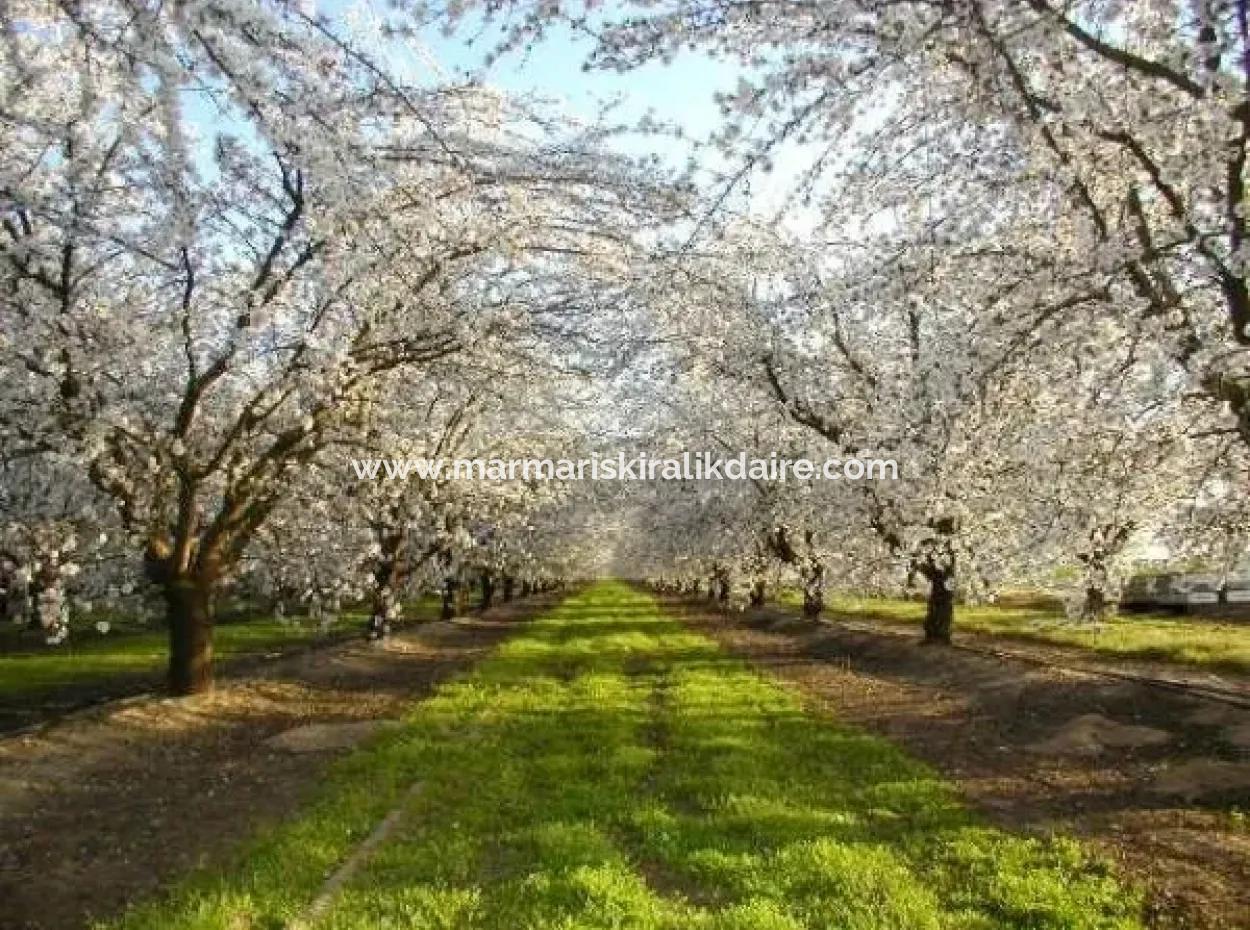 Muğla Bölgesinde 880000M2 Satılık Ceviz Bahçesi