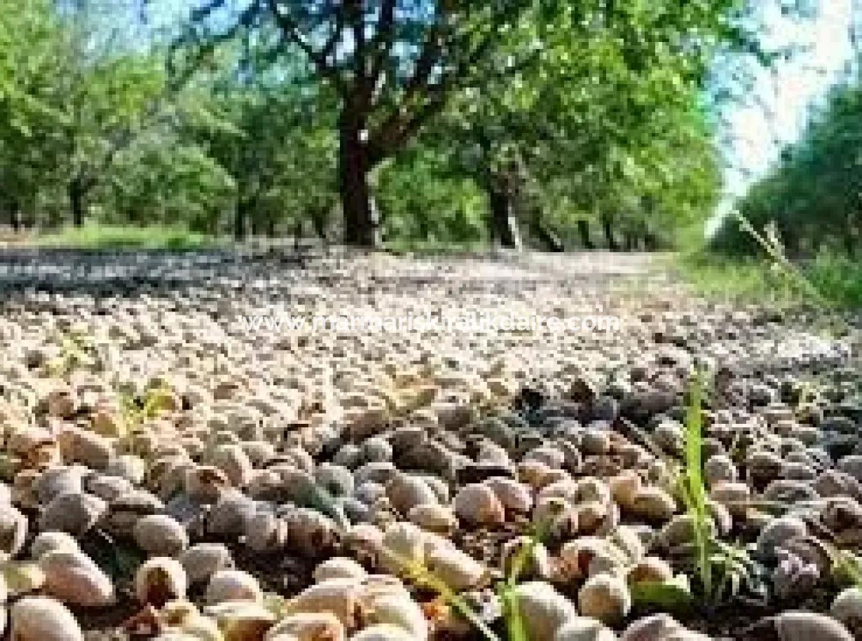 Muğla Bölgesinde 880000M2 Satılık Ceviz Bahçesi