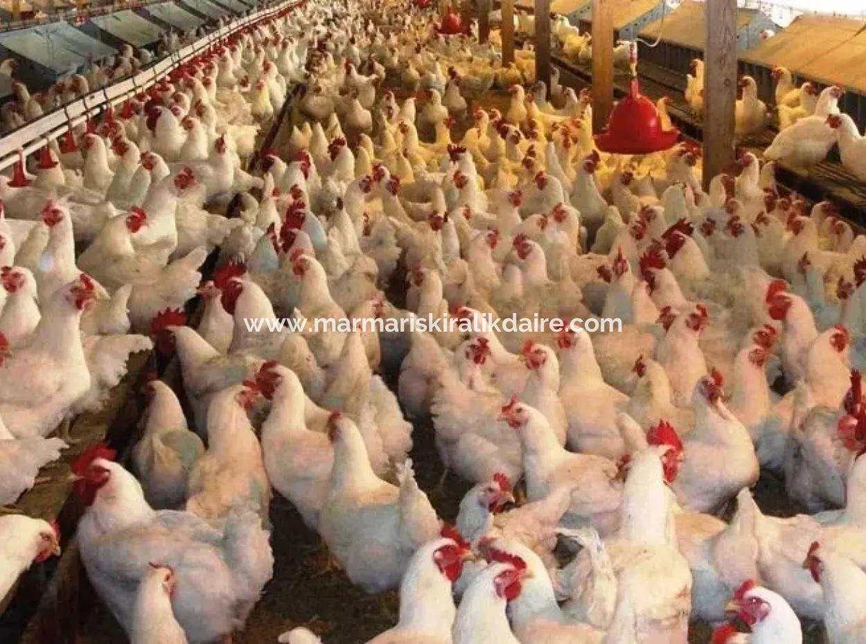 Muğla Bölgesinde 880000M2 Satılık Ceviz Bahçesi