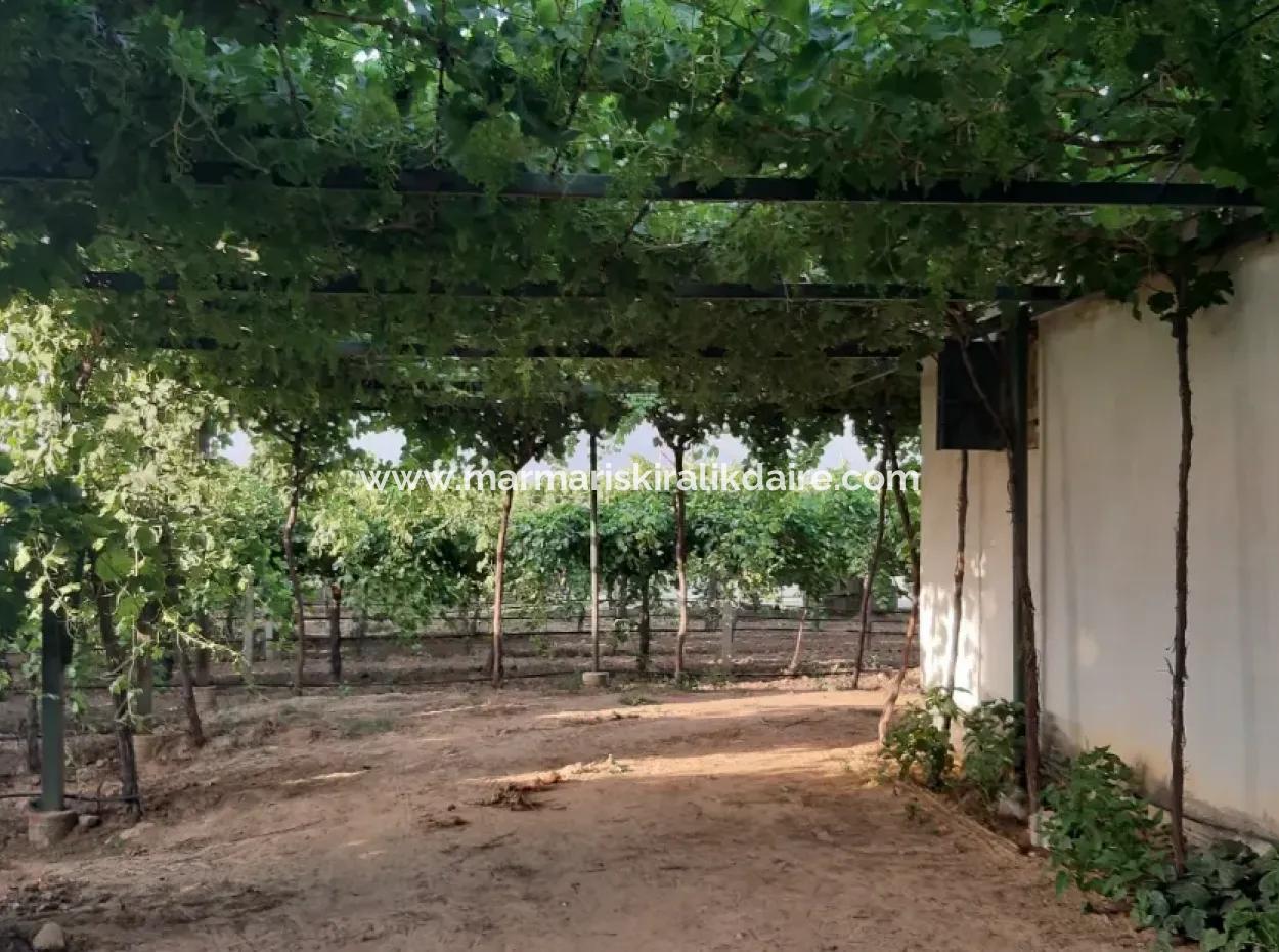 Manisa İli Alaşehir İlçesi 19000M2 Üzümbağı Çiftliği Acil Satılık