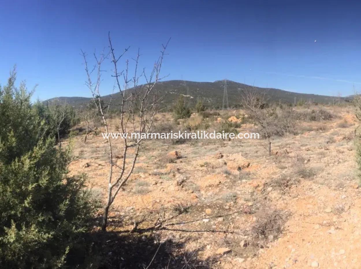 Muğla Merkezinde 200000M2 Badem Bahçesi Satılıktır.